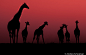 Photograph Giraffe Sunset by Andrew Schoeman on 500px