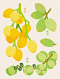 八月时令水果✨橄榄 黄皮 油柑