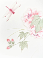 芙蓉花与蜻蜓1