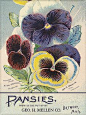 Vintage pansy seed packet
