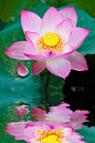 美丽的莲花