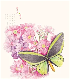 莳花绘 花蝶 手把手教你画出美爆插画 比花之绘更美 素描绘画教程 彩色色铅笔图绘入门教程 美术教材工笔花鸟飞乐鸟漫画-tmall.com天猫