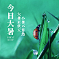 大暑节气实景昆虫夏天方形海报