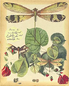 41-MKMJ (117)