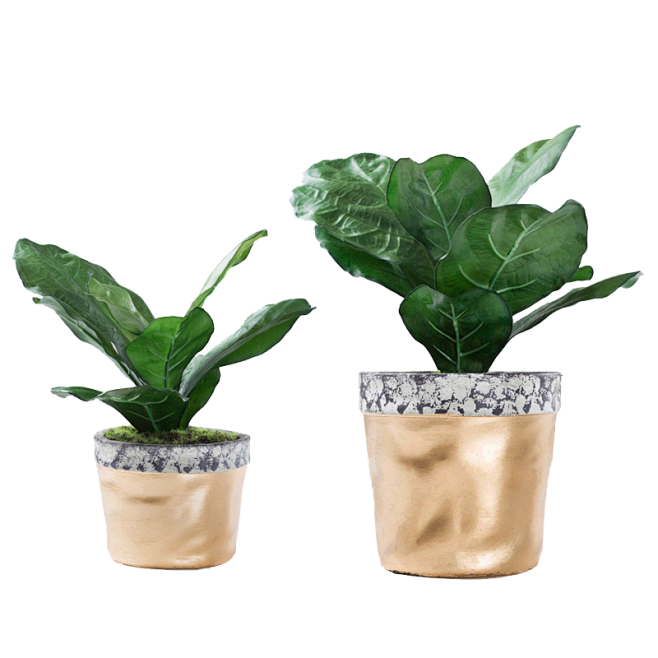 盆栽 植物 绿色叶子 透明素材 png ...