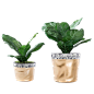 植物、盆栽、盆景png