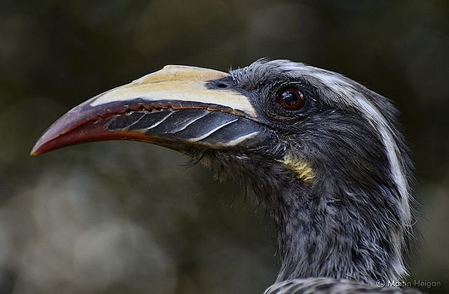 African Grey Hornbil...