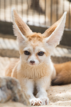 白兎行采集到動物園