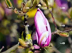 木兰 开花 美丽的花朵 花卉背景 春天 花 自然 花壁纸