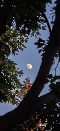 月亮 手机壁纸