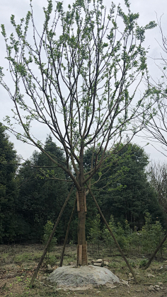 一脸懵2020采集到个体植物