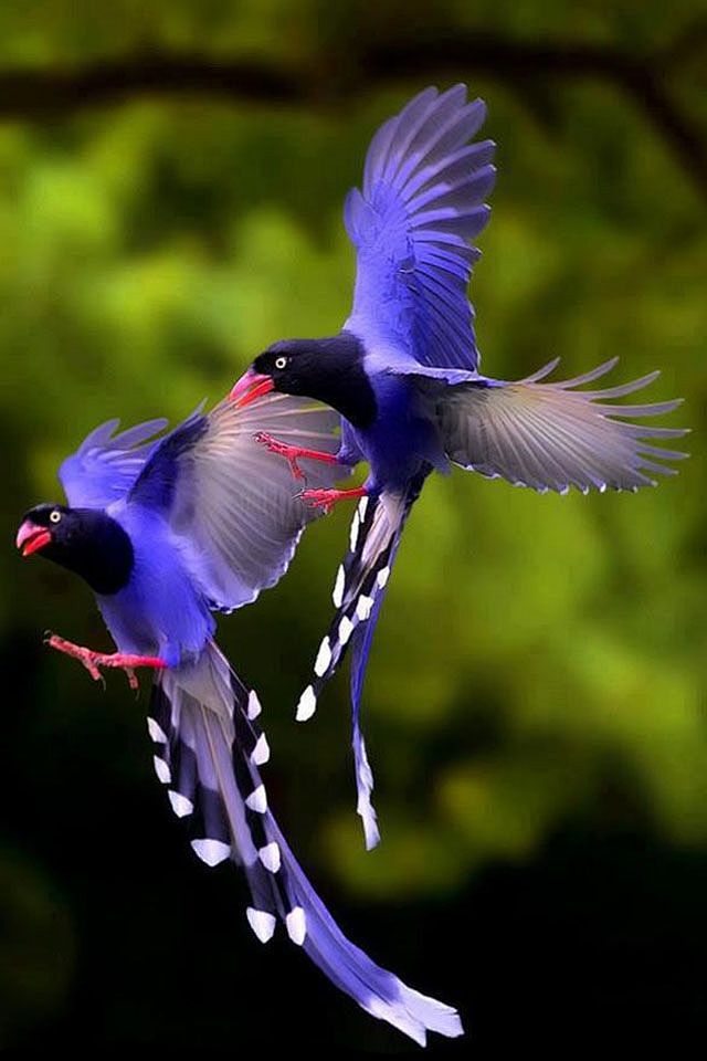 Taiwan blue magpie