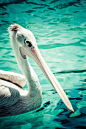 Pelican