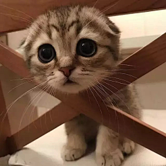 Tr不完美小孩采集到猫