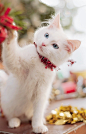  <a class="text-meta meta-tag" href="/search/?q=萌">#萌#</a> <a class="text-meta meta-tag" href="/search/?q=喵星人">#喵星人#</a>