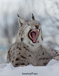 Yawn of the day 