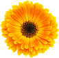金盏花