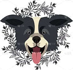 可爱的,边境牧羊犬,动物头,白色背景,宠物,分离着色,纯种犬,愉悦,图像,狗
