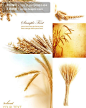 优质麦子麦穗高清图片集