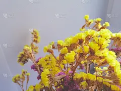 亮黄色和粉红色干花照片