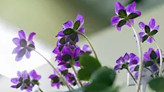 美丽清新花语花卉壁纸桌面壁纸1