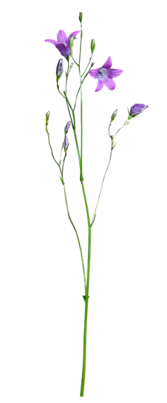 小巷尽头采集到花