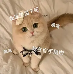 撩男朋友的猫咪表情包（七） - 小红书
