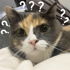 猫咪 怂 表情包03