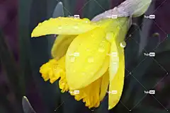 花 美丽的花朵 花壁纸 水仙花 黄色 加拿大 花卉背景 春天