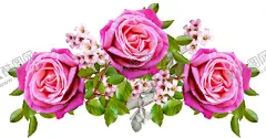 玫瑰花 【酷图网】花草,玫瑰花,玫瑰花图片,玫瑰花壁纸,玫瑰花素材,玫瑰,素材图片,红玫瑰,月季花,鲜花,鲜花图片,鲜花素材,花朵,创意图片,花瓣,唯美图片,唯美壁纸,透明背景,电脑壁纸,服装图案,服装印花,T恤印花,情人节,情人节图片,花,花卉,花蕊,免抠图,植物,绿色植物,植物图片,花花草草,服装印花图,生物世界