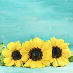 青绿色背景,花束,黄色,向日葵,三个物体,美,贺卡,留白,边框,无人