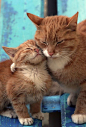 ¿Eres amante de los gatos? Visita mi blog http://ayudafelina.blogspot.com: 