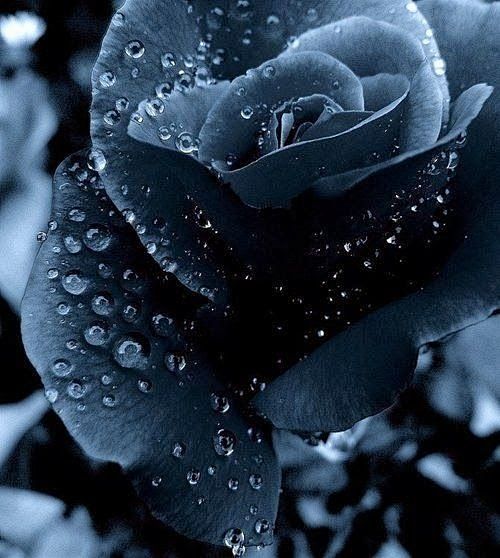 午夜蓝玫瑰。美丽 