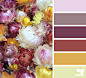 StrawFlowerHues3_1