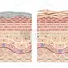 Cross section of the skin 4 front No commentary
