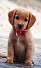 50 Cute Puppies I Adore | Cuded #狗狗#