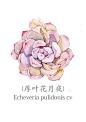 植物水彩记_韩久忍图片专辑-堆糖