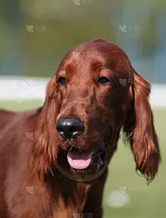 爱尔兰雪达犬的肖像