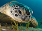 埃及红海海龟