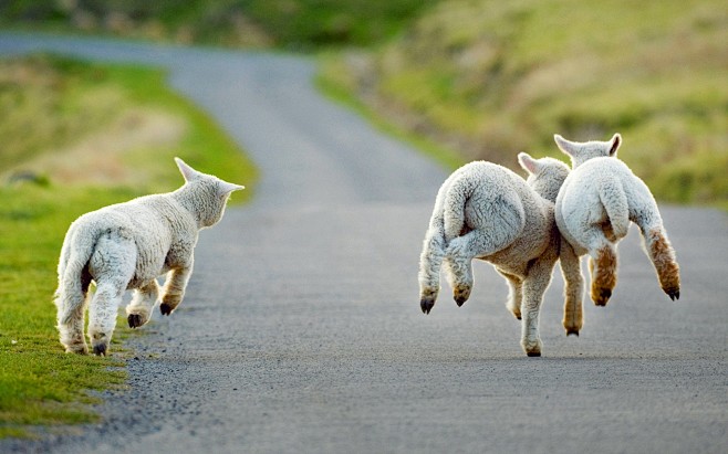 基督城，新西兰，路，羊奔跑 壁纸 - 1...