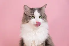 点击来源直接获取大图文件 |Cute gray cat sitting and licking on a pink background. Monochrome background with space for text