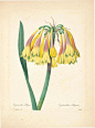 [皮埃尔-约瑟夫·雷杜德的植物图谱].Choix.des.Plus.Belles.Fleurs_页面_069 -- TOPIT.ME 收录优美图片
