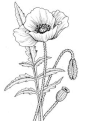 single poppy shape