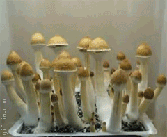 全球搞笑GIF图第933弹_多玩图库