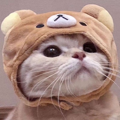 寻欢2019猫头猫猫很可爱可我喜微信头像我要个性网