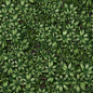 C1_Grass_Dark.(Texture)