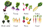 Food illustrations. Watercolor sketches of vegetables :: Behance