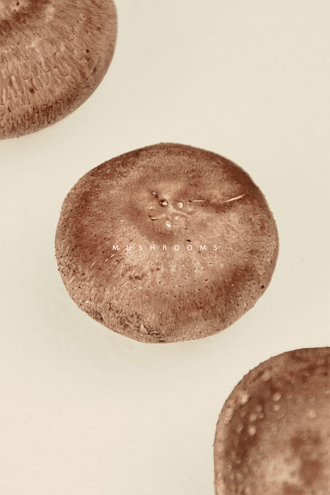 香菇拍摄/mushrooms
