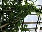 生物学,植物学,植物群,鸡尾酒,清新,替代医药,景观设计,花园装置,热带气候,简单