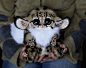 Ultra-realistic Fantasy Dolls. It’s Scary How Real They Look.  Santani, a 23-year-old girl from Moscow, Russia, creates these ultra-realistic fantasy animal dolls. The creatures are a mix of creepy, cute and amazing. The good news is that you can buy one 